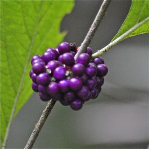 beautyberry